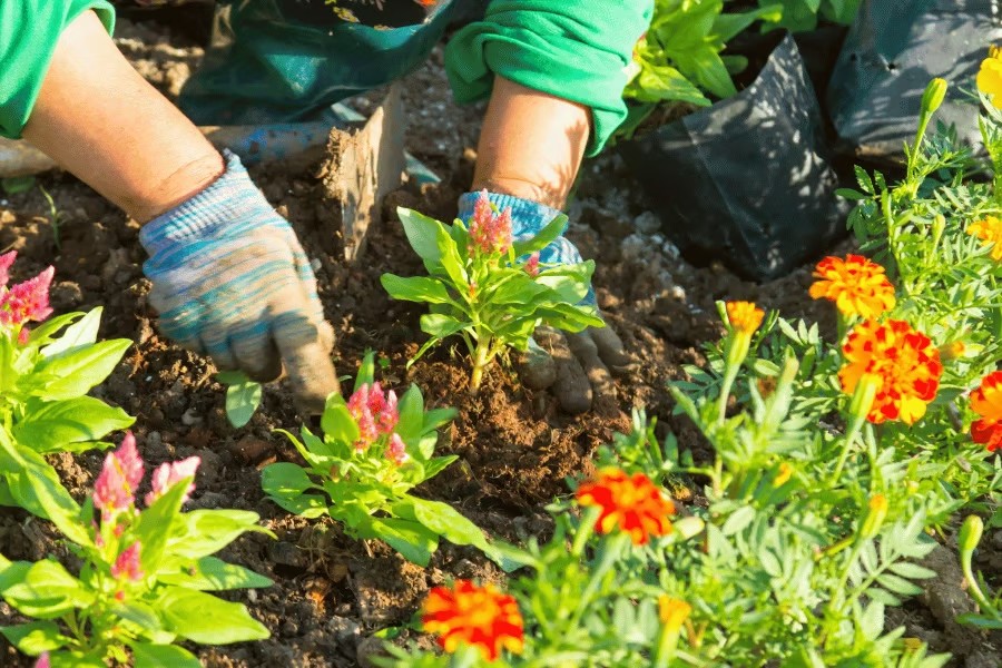Smart Gardening: Sustainable Solutions for the Future